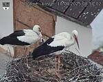 Capi_Dubne_20250410_085002.jpg