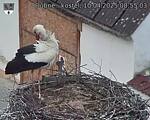 Capi_Dubne_20250410_085503.jpg