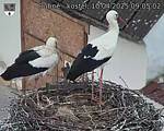 Capi_Dubne_20250410_090502.jpg
