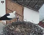 Capi_Dubne_20250410_091502.jpg