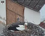 Capi_Dubne_20250410_092503.jpg
