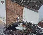 Capi_Dubne_20250410_093502.jpg