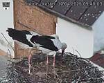 Capi_Dubne_20250410_094003.jpg