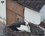 Capi_Dubne_20250410_100003.jpg