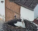 Capi_Dubne_20250410_100503.jpg