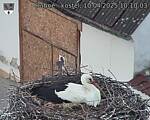 Capi_Dubne_20250410_101003.jpg