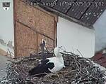 Capi_Dubne_20250410_101502.jpg