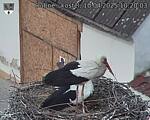Capi_Dubne_20250410_102003.jpg