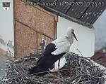 Capi_Dubne_20250410_102503.jpg
