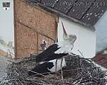 Capi_Dubne_20250410_103003.jpg