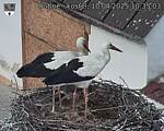 Capi_Dubne_20250410_103503.jpg