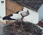 Capi_Dubne_20250410_104002.jpg