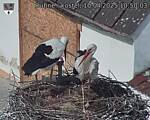 Capi_Dubne_20250410_105003.jpg