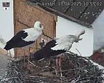 Capi_Dubne_20250410_105502.jpg