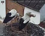 Capi_Dubne_20250410_110003.jpg