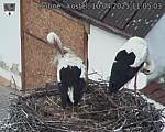 Capi_Dubne_20250410_110503.jpg