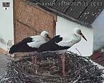 Capi_Dubne_20250410_111003.jpg