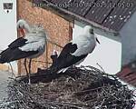 Capi_Dubne_20250410_120503.jpg