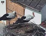 Capi_Dubne_20250410_122502.jpg