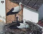 Capi_Dubne_20250410_123502.jpg