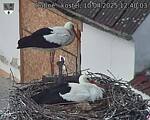 Capi_Dubne_20250410_124003.jpg