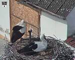 Capi_Dubne_20250410_130502.jpg