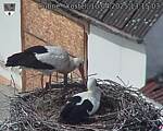Capi_Dubne_20250410_131503.jpg