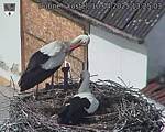 Capi_Dubne_20250410_132503.jpg