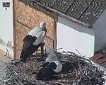 Capi_Dubne_20250410_133503.jpg