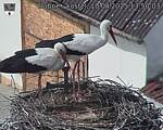 Capi_Dubne_20250410_135003.jpg