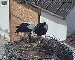 Capi_Dubne_20250410_140002.jpg