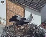 Capi_Dubne_20250410_140502.jpg