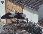 Capi_Dubne_20250410_141002.jpg