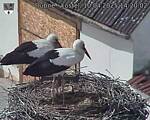 Capi_Dubne_20250410_142002.jpg