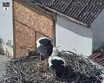 Capi_Dubne_20250410_143504.jpg