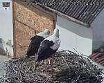 Capi_Dubne_20250410_144502.jpg
