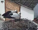Capi_Dubne_20250410_145503.jpg