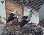 Capi_Dubne_20250410_150003.jpg