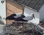 Capi_Dubne_20250410_151502.jpg