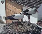 Capi_Dubne_20250410_152002.jpg