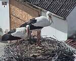 Capi_Dubne_20250410_152503.jpg