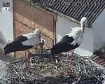 Capi_Dubne_20250410_155002.jpg