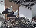 Capi_Dubne_20250410_160003.jpg