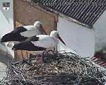 Capi_Dubne_20250410_160502.jpg
