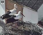Capi_Dubne_20250410_161002.jpg