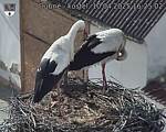 Capi_Dubne_20250410_162502.jpg