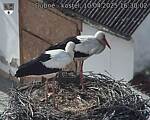 Capi_Dubne_20250410_163002.jpg
