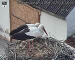 Capi_Dubne_20250410_165503.jpg