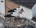 Capi_Dubne_20250410_171003.jpg