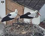 Capi_Dubne_20250410_171503.jpg